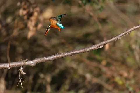 किंगफिशर 4K वॉलपेपर · animals · 3840×2560