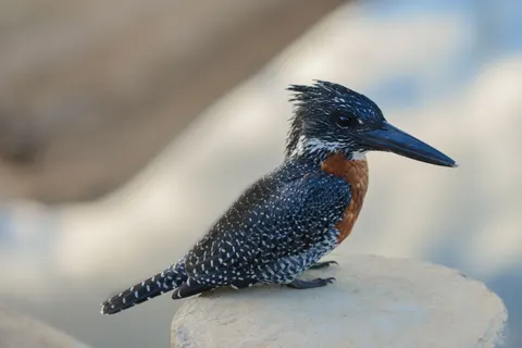 Sfondo Martin Pescatore 4K · animals · 3840×2563