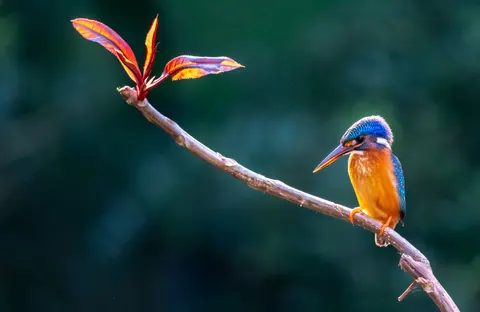 Yalıçapkını 4K Duvar Kağıdı · animals · 3840×2501