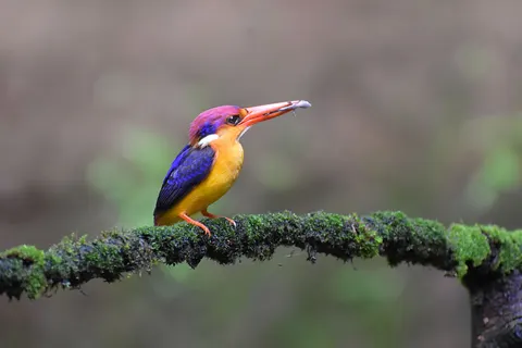 Fondo de pantalla Martín Pescador 4K · animals · 3840×2560