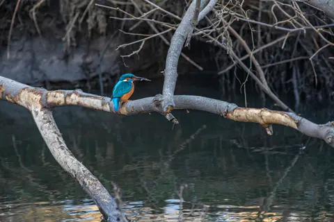 किंगफिशर 4K वॉलपेपर · animals · 3840×2560