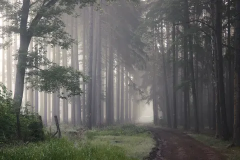 Foggy Forest 4K Wallpaper · nature · 3840×2561
