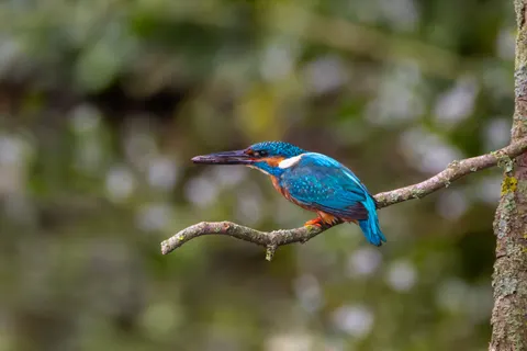 किंगफिशर 4K वॉलपेपर · animals · 3840×2560