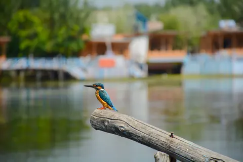 Eisvogel 4K Hintergrundbild · animals · 3840×2560