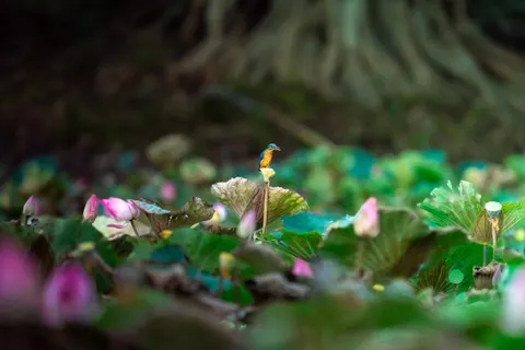 Yalıçapkını 4K Duvar Kağıdı · animals · 3840×2560