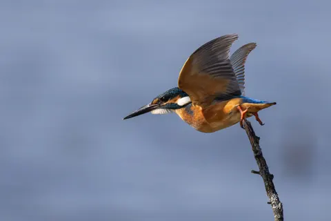 किंगफिशर 4K वॉलपेपर · animals · 3840×2560