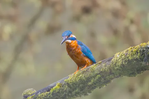 Yalıçapkını 4K Duvar Kağıdı · animals · 3840×2559