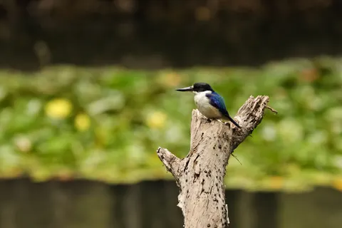 Yalıçapkını 4K Duvar Kağıdı · animals · 3840×2560