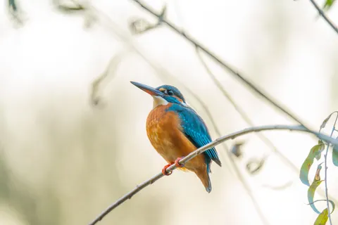किंगफिशर 4K वॉलपेपर · animals · 3840×2560