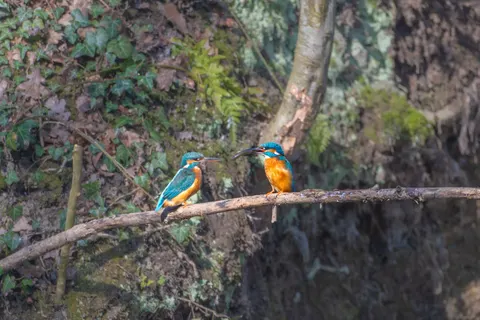 Fondo de pantalla Martín Pescador 4K · animals · 3840×2560
