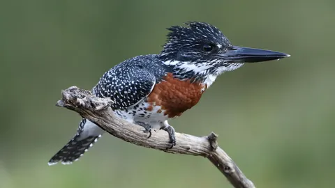 Yalıçapkını 4K Duvar Kağıdı · animals · 3840×2160