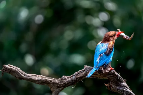 Kingfisher 4K Wallpaper · animals · 3840×2560