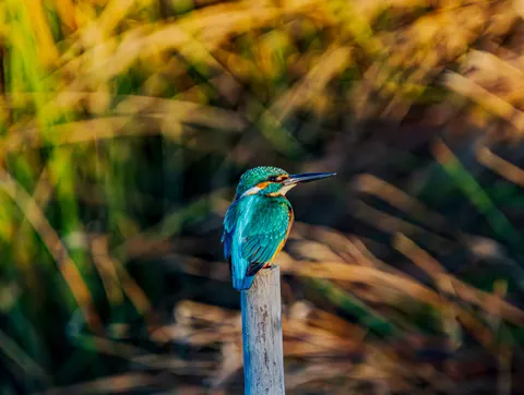 خلفية طائر الرفراف بدقة 4K · animals · 3840×2892