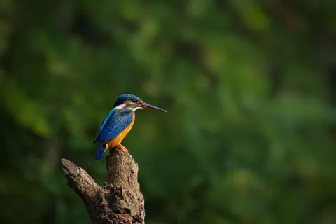 किंगफिशर 4K वॉलपेपर · animals · 3840×2563