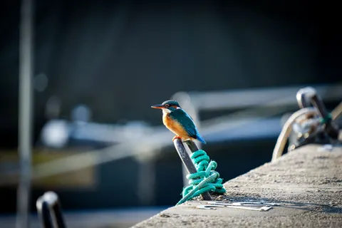 किंगफिशर 4K वॉलपेपर · animals · 3840×2560