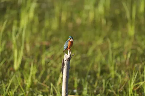 Eisvogel 4K Hintergrundbild · animals · 3840×2560