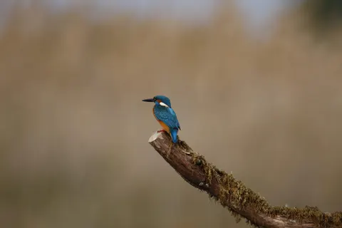 किंगफिशर 4K वॉलपेपर · animals · 3840×2560