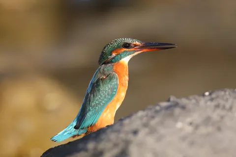 Yalıçapkını 4K Duvar Kağıdı · animals · 3840×2560