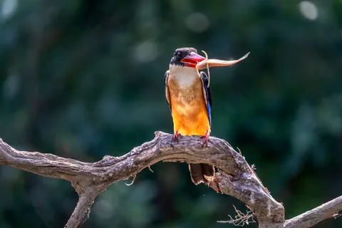 किंगफिशर 4K वॉलपेपर · animals · 3840×2560