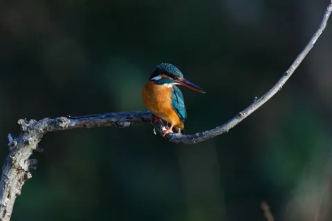 Yalıçapkını 4K Duvar Kağıdı · animals · 3840×2560
