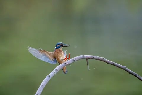 किंगफिशर 4K वॉलपेपर · animals · 3840×2560