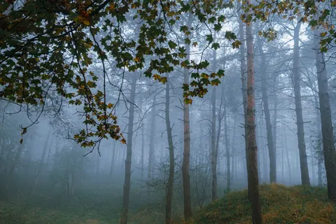 Foggy Forest 4K Wallpaper · nature · 3840×2560