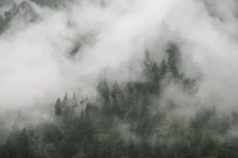 Fondo de pantalla Bosque con niebla 4K · nature · 3840×2561