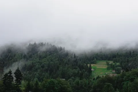 Foggy Forest 4K Wallpaper · nature · 3840×2560