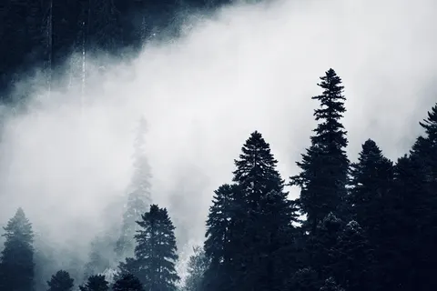 안개 낀 숲 4K 배경화면 · nature · 3840×2560