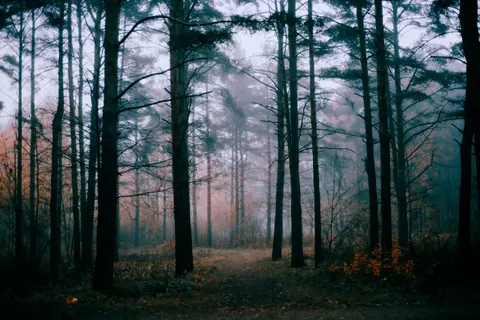 안개 낀 숲 4K 배경화면 · nature · 3840×2563