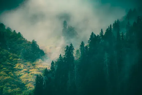 Fondo de pantalla Bosque con niebla 4K · nature · 3840×2560