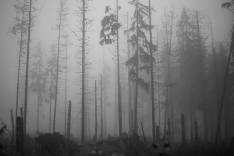 Foggy Forest 4K Wallpaper · nature · 3840×2560