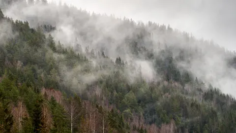 Обои Туманный лес 4K · nature · 3840×2160