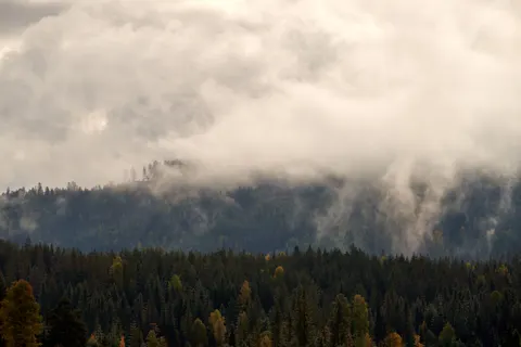 Fond d'écran Forêt brumeuse 4K · nature · 3840×2561