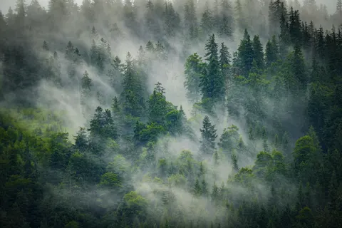 안개 낀 숲 4K 배경화면 · nature · 3840×2560