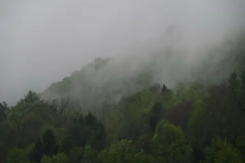 Fondo de pantalla Bosque con niebla 4K · nature · 3840×2560