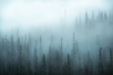 Foggy Forest 4K Wallpaper · nature · 3840×2560