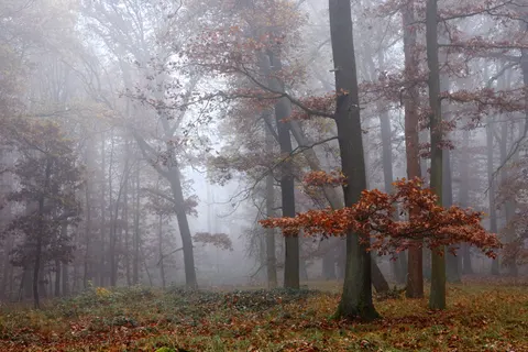 Fondo de pantalla Bosque con niebla 4K · nature · 3840×2561