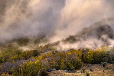 Fondo de pantalla Bosque con niebla 4K · nature · 3840×2563