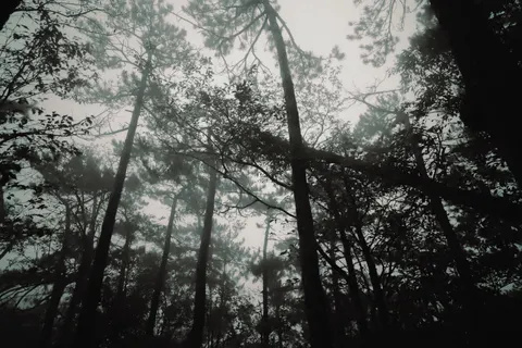 Foggy Forest 4K Wallpaper · nature · 3840×2560
