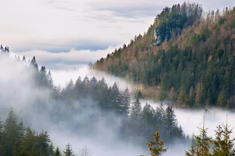 Foggy Forest 4K Wallpaper · nature · 3840×2560