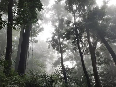 Fondo de pantalla Bosque con niebla 4K · nature · 3840×2880