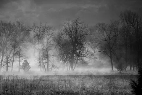 Foggy Forest 4K Wallpaper · nature · 3840×2560