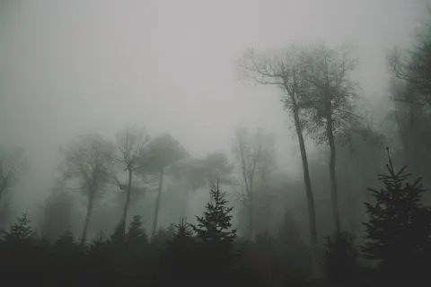 Обои Туманный лес 4K · nature · 3840×2560