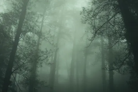 Foggy Forest 4K Wallpaper · nature · 3840×2560