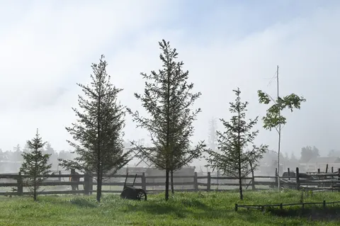 안개 낀 숲 4K 배경화면 · nature · 3840×2555