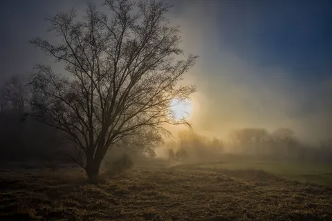 Fondo de pantalla Bosque con niebla 4K · nature · 3840×2560