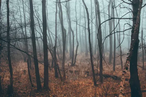 Fondo de pantalla Bosque con niebla 4K · nature · 3840×2560