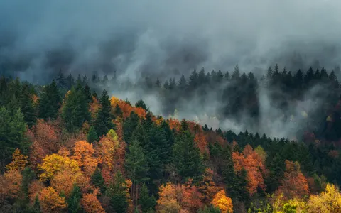 Foggy Forest 4K Wallpaper · nature · 3840×2395