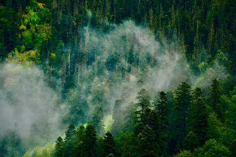 Papel de parede Floresta com neblina 4K · nature · 3840×2560
